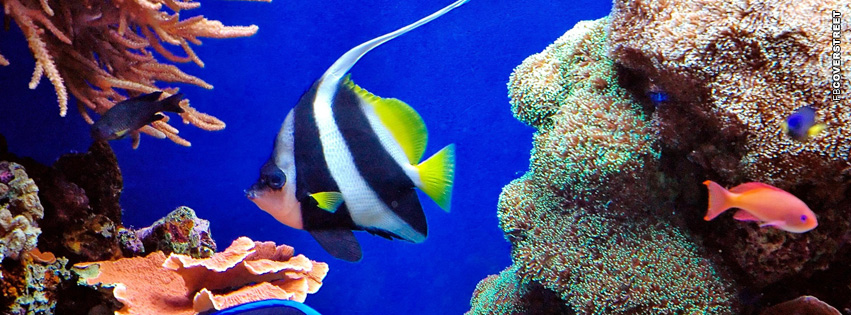 Fish Tropical Swimming  Facebook cover