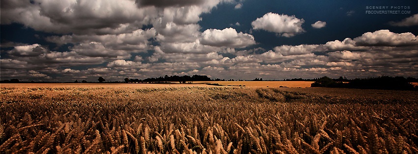 Huge Wheat Field & Dark Weather Facebook cover