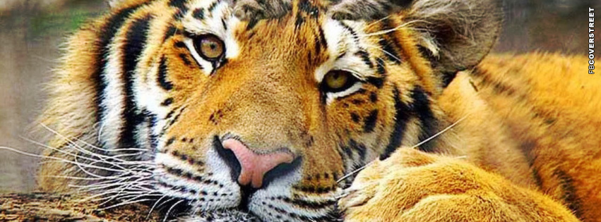 Resting Tiger Facebook cover