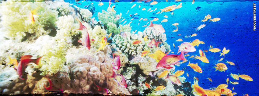 Coral Reef Photo  Facebook cover
