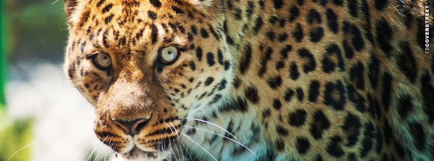 Glaring Leopard  Facebook cover