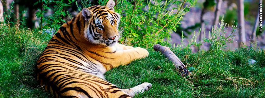 Tiger Resting Facebook cover