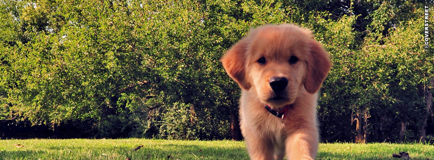Puppy Cute Facebook cover