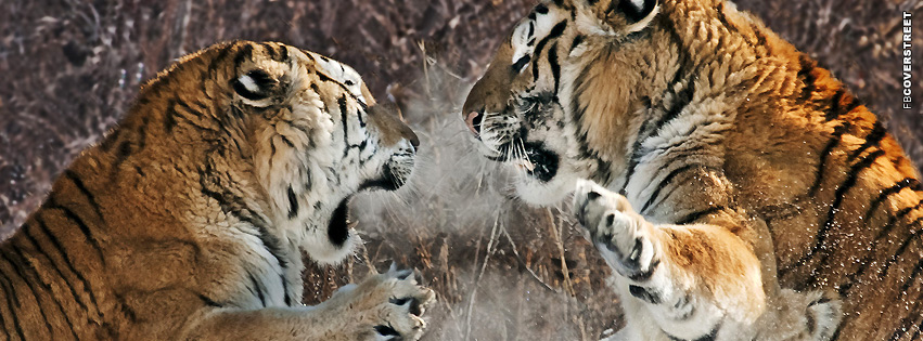 Tigers Fighting  Facebook cover