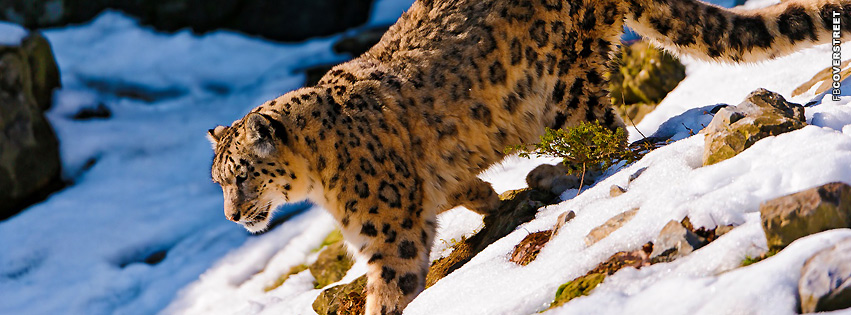 Leopard Snow Leopard Facebook cover