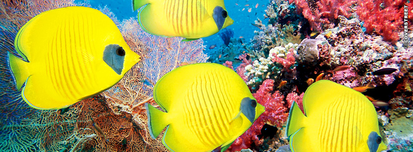 Fish Yellow Butterfly Fish  Facebook cover