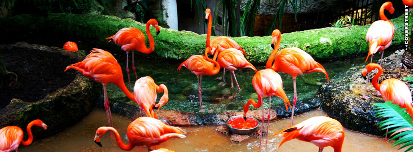 Flamingo Birds Facebook cover
