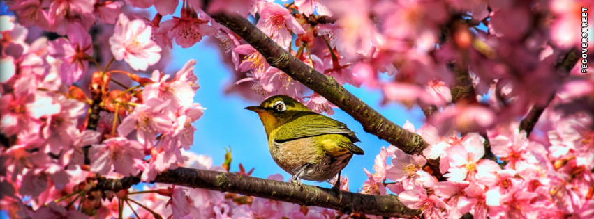 Japanese White Eye Bird  Facebook cover
