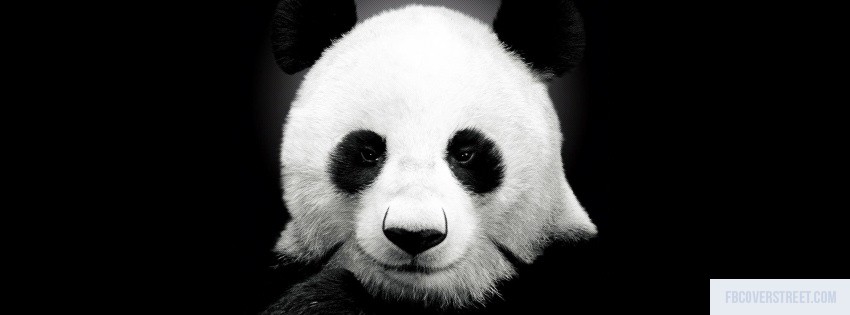 Panda 2 Wallpaper