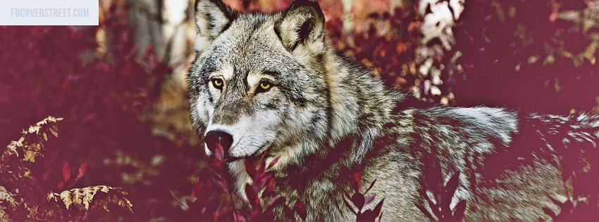 Wolf Picture
