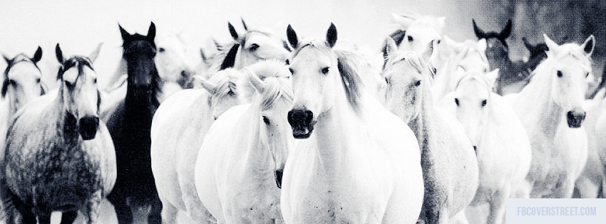 Wild Horses Picture