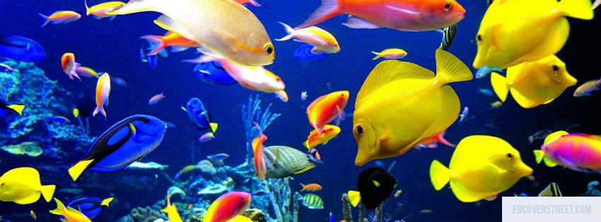 Beautiful Fishes Picture