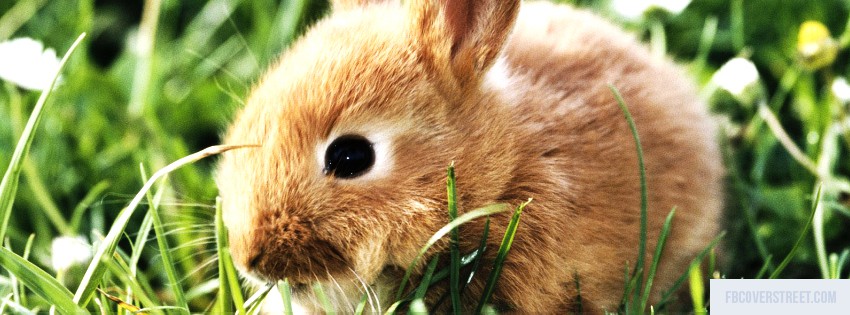 Bunny Wallpaper