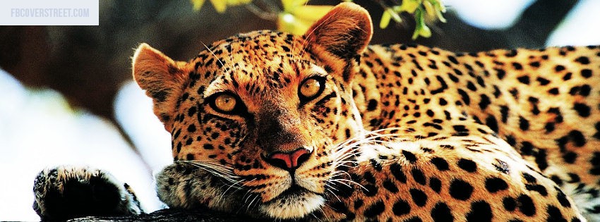 Leopard 1 Wallpaper