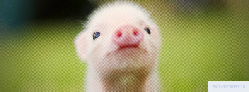 Cute Piglet Picture