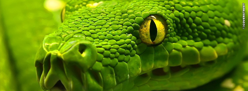 Snake Green Yellow Eye  Picture