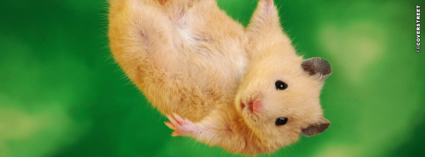 Hanging Hamster Cover  Wallpaper
