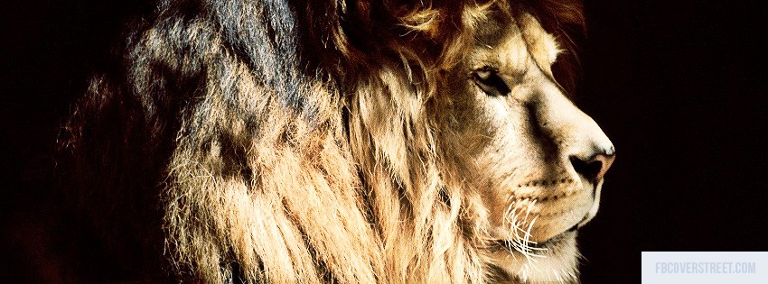 Lion 1 Wallpaper