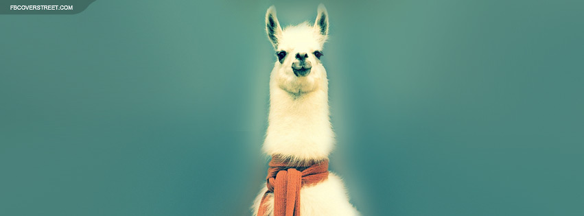 A Llama In A Scarf Wallpaper