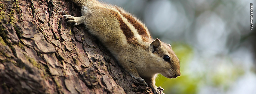 Squirrel On a Tree  Wallpaper