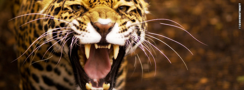 Jaguar Roaring  Wallpaper