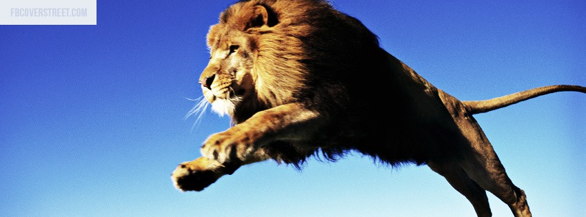 Lion 2 Wallpaper