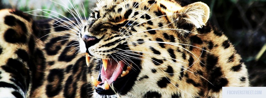 Jaguar Wallpaper