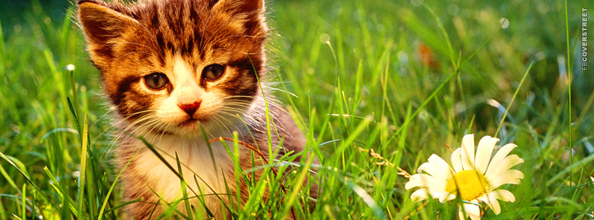 Cute Kitten In Grass  Wallpaper