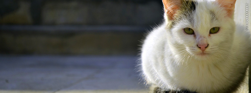 Homeless Cat  Picture