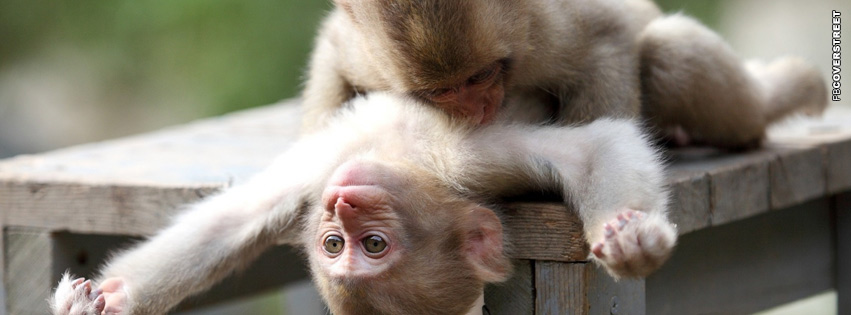 Monkey Playing Cover Photo  Wallpaper