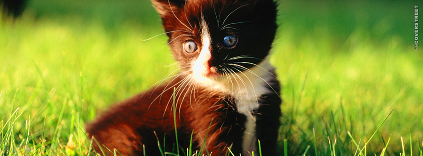 Cute Little Kitty  Wallpaper