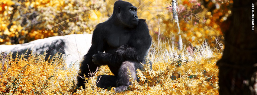 Gorilla Cover Photo  Wallpaper