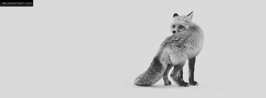 Creeping Fox  Picture