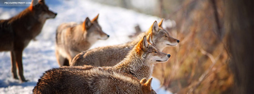 Wolves Facebook Covers